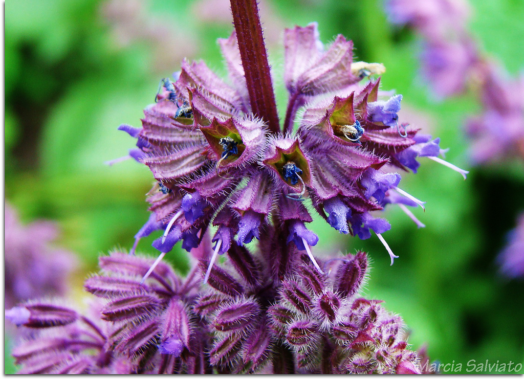 سالویای بنفش